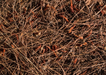 Tree Shrub